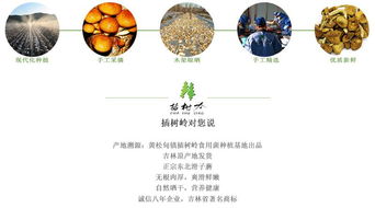 插树岭滑子蘑东北特产特级蘑菇干货山珍真空塑封礼盒装150g溯源正品