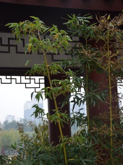 散文 山东德州董子文化街的秋天