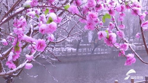 白雪镶红墙，银装映古韵——飘雪中的德州董子文化街